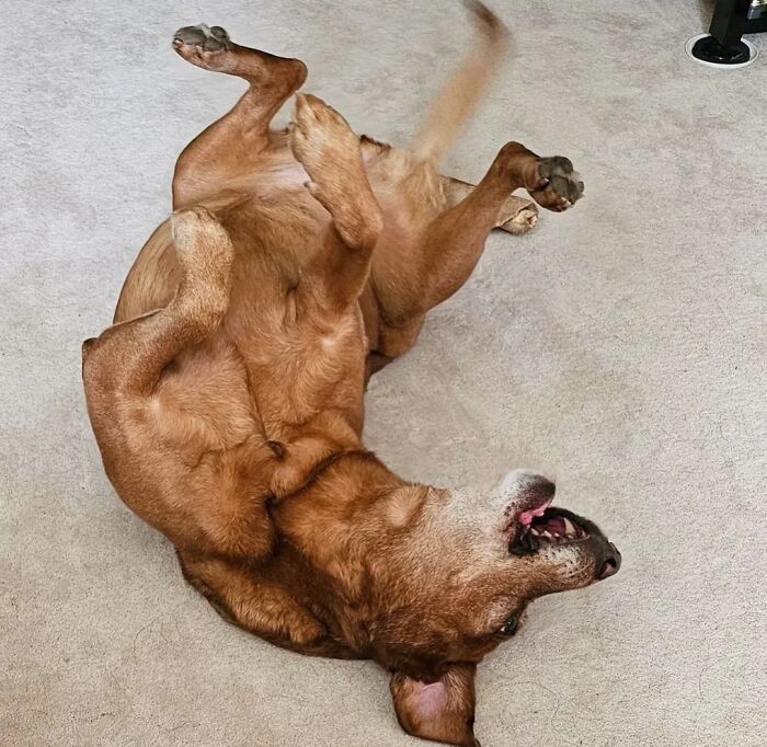Oops! 50 Dogs Who Totally Didn't Nail The Photo Shoot
