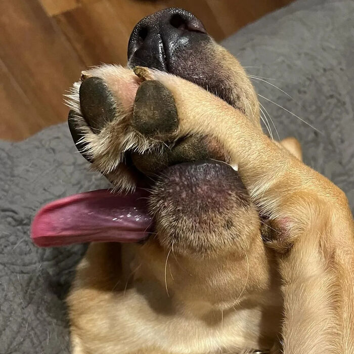 Oops! 50 Dogs Who Totally Didn't Nail The Photo Shoot