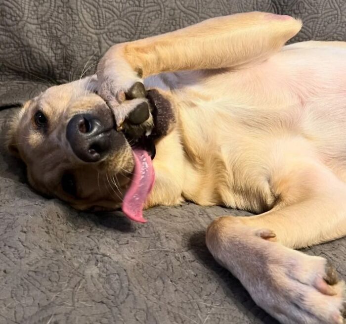 Oops! 50 Dogs Who Totally Didn't Nail The Photo Shoot