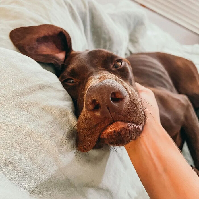 Oops! 50 Dogs Who Totally Didn't Nail The Photo Shoot