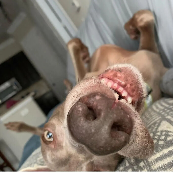Oops! 50 Dogs Who Totally Didn't Nail The Photo Shoot