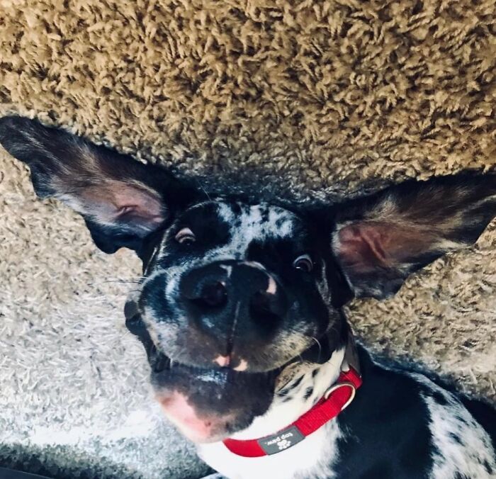 Oops! 50 Dogs Who Totally Didn't Nail The Photo Shoot