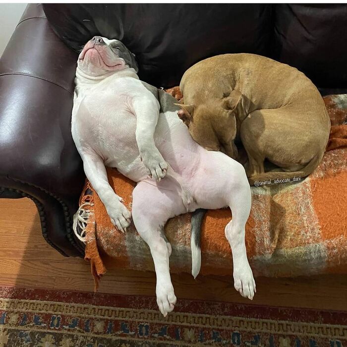 Oops! 50 Dogs Who Totally Didn't Nail The Photo Shoot