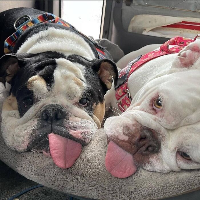 Oops! 50 Dogs Who Totally Didn't Nail The Photo Shoot