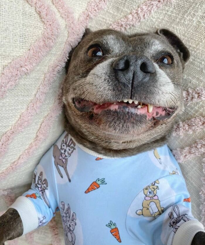 Oops! 50 Dogs Who Totally Didn't Nail The Photo Shoot