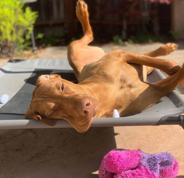 Oops! 50 Dogs Who Totally Didn't Nail The Photo Shoot