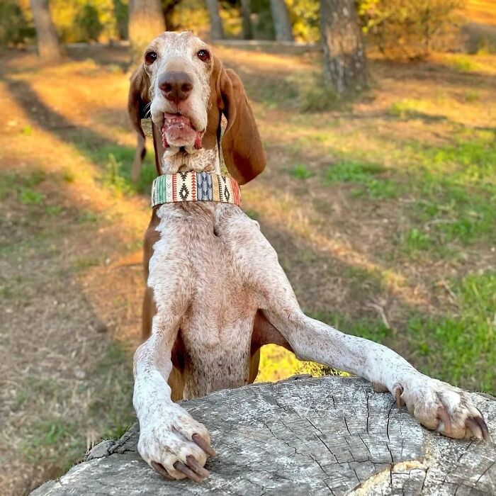 Oops! 50 Dogs Who Totally Didn't Nail The Photo Shoot