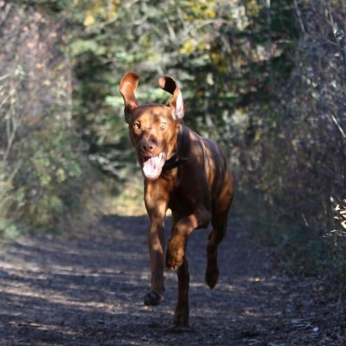 Oops! 50 Dogs Who Totally Didn't Nail The Photo Shoot