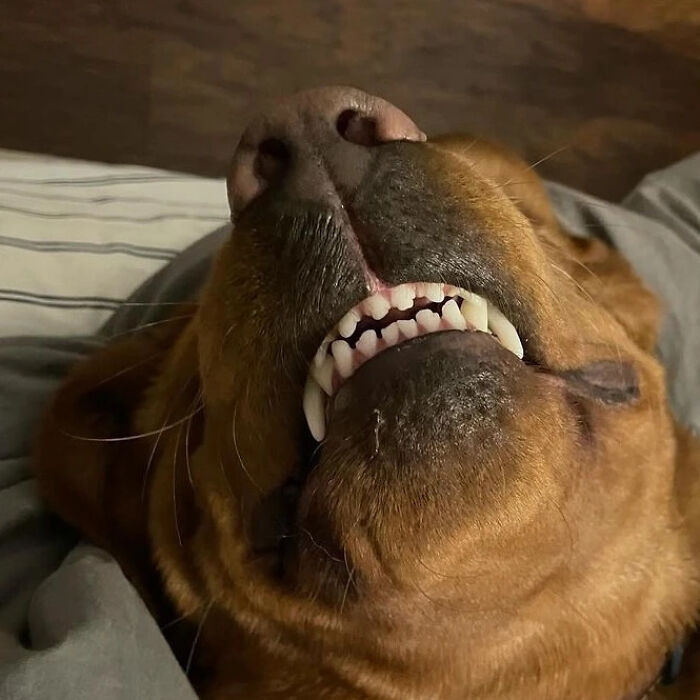 Oops! 50 Dogs Who Totally Didn't Nail The Photo Shoot