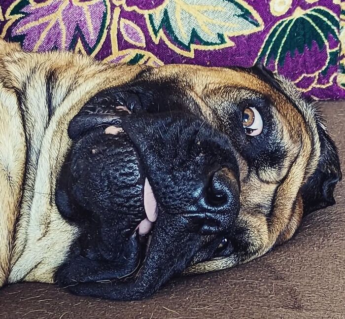 Oops! 50 Dogs Who Totally Didn't Nail The Photo Shoot