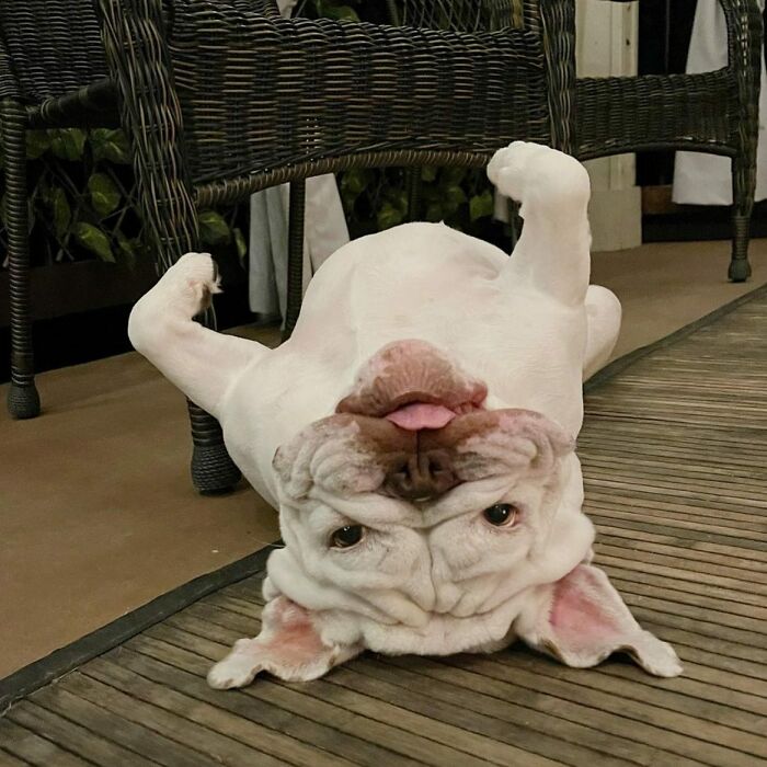 Oops! 50 Dogs Who Totally Didn't Nail The Photo Shoot