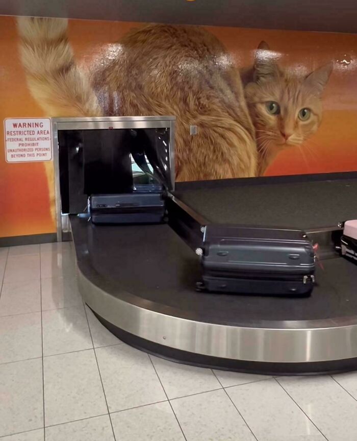 Airport Baggage Claim Chaos