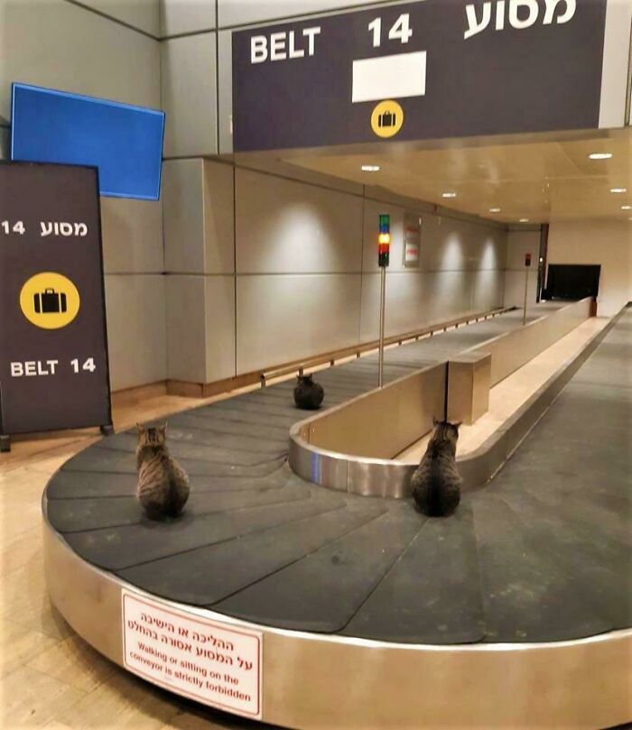 Meanwhile... At Ben Gurion Airport, Tel Aviv