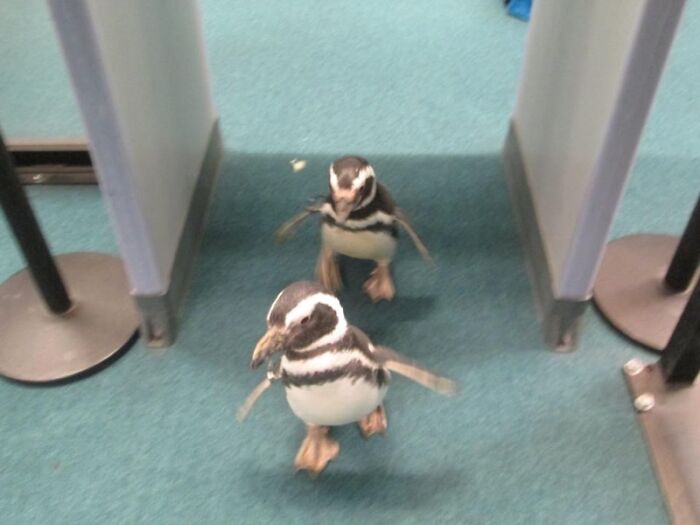 Who Invited These Waddling Passengers?