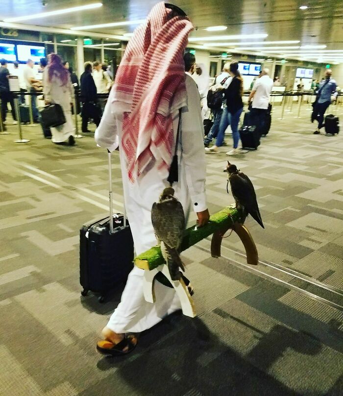 Traveler Plus Falcons = Airport Magic In Qatar
