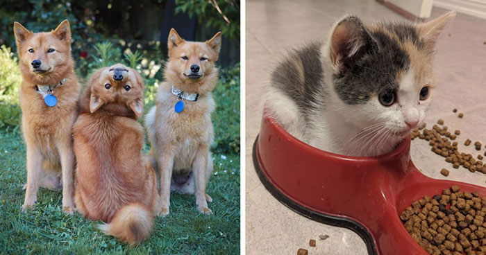 Get Ready to Smile: 50+ Animal Pics That Are Basically Happiness in a Snapshot