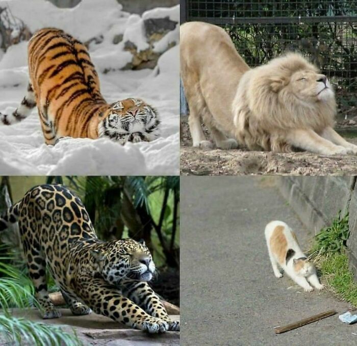 Still a Cat, No Matter What