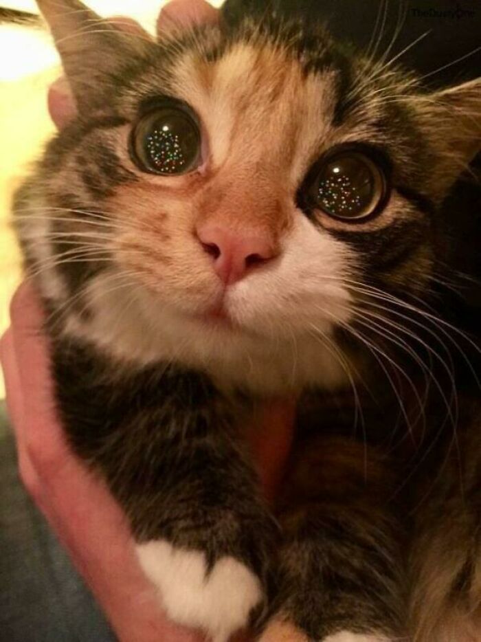 Kitty's First Christmas Tree
