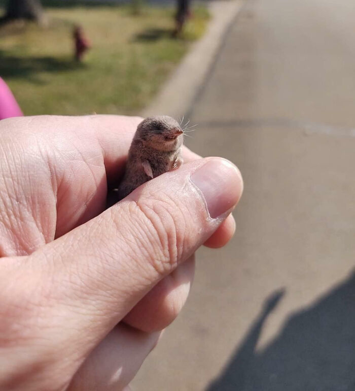 Tiny Baby Shrew Alert