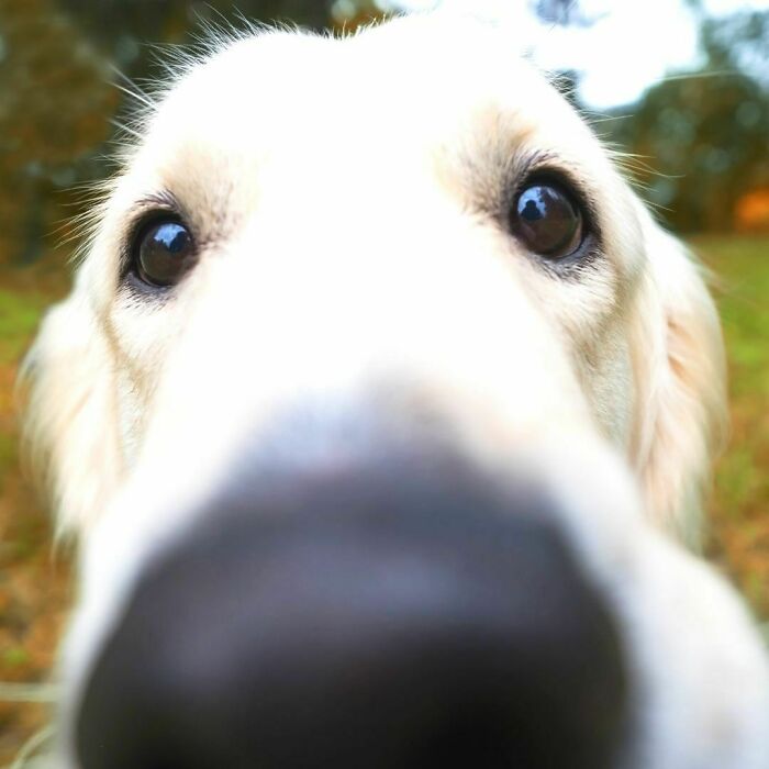 Happiness Hunter Pup