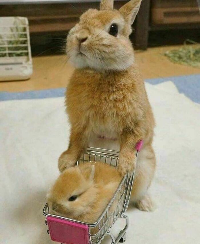 How Much for This Cute Potato?