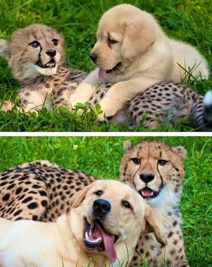 Get Ready to Smile: 50+ Animal Pics That Are Basically Happiness in a Snapshot