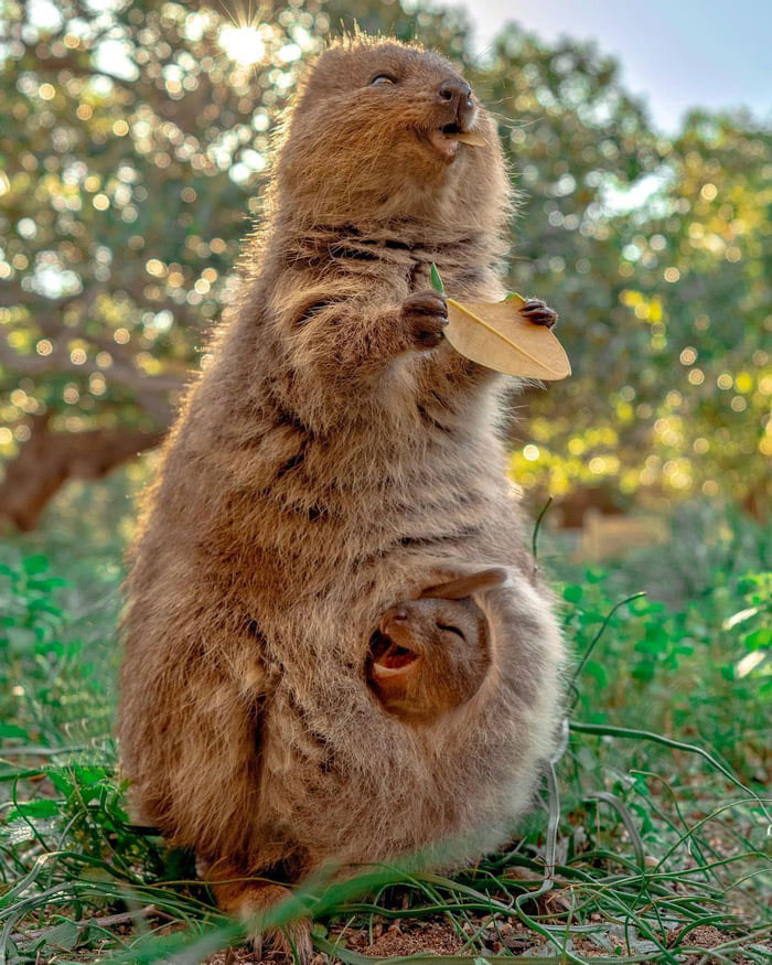 Get Ready to Smile: 50+ Animal Pics That Are Basically Happiness in a Snapshot