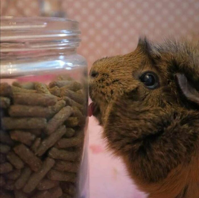 Get Ready to Smile: 50+ Animal Pics That Are Basically Happiness in a Snapshot