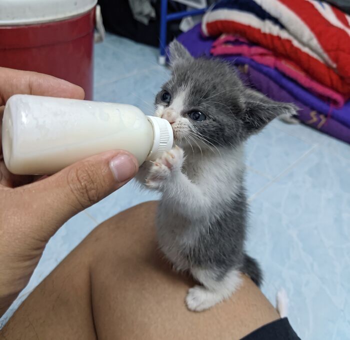 Get Ready to Smile: 50+ Animal Pics That Are Basically Happiness in a Snapshot