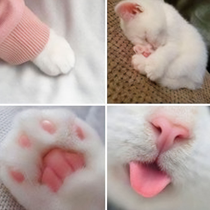 Get Ready to Smile: 50+ Animal Pics That Are Basically Happiness in a Snapshot