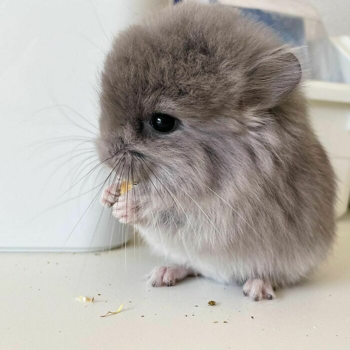 Get Ready to Smile: 50+ Animal Pics That Are Basically Happiness in a Snapshot