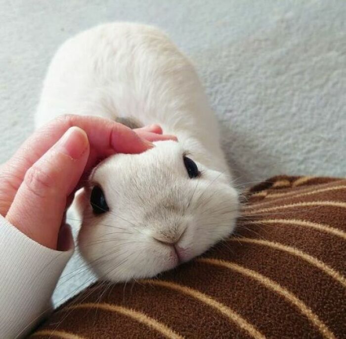 Get Ready to Smile: 50+ Animal Pics That Are Basically Happiness in a Snapshot