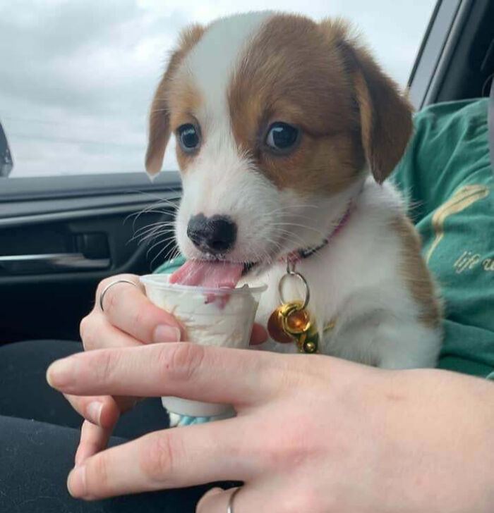 Get Ready to Smile: 50+ Animal Pics That Are Basically Happiness in a Snapshot