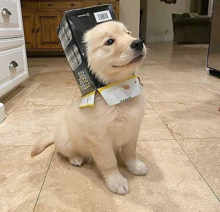 Get Ready to Smile: 50+ Animal Pics That Are Basically Happiness in a Snapshot