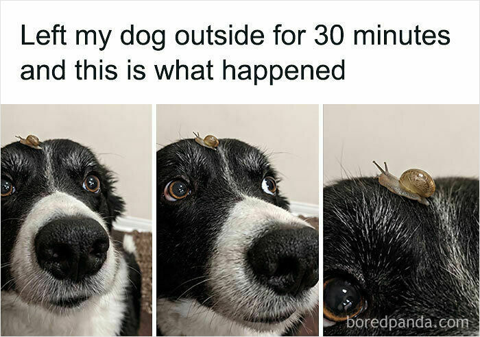 Get Ready to Smile: 50+ Animal Pics That Are Basically Happiness in a Snapshot