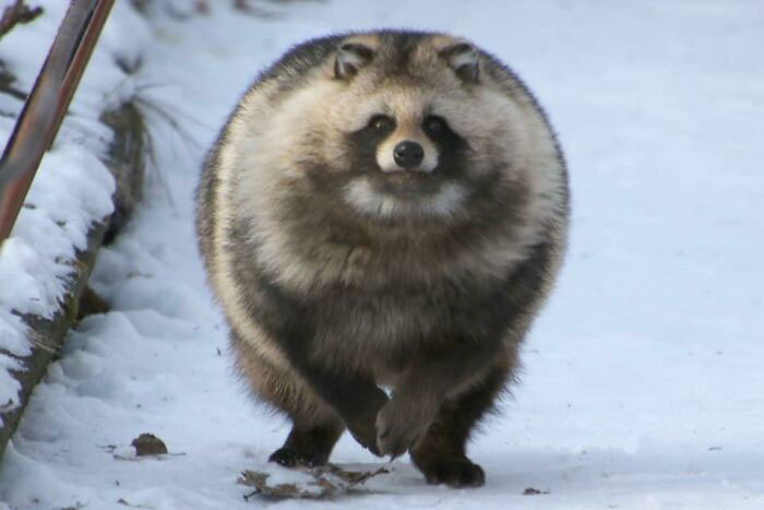 Get Ready to Smile: 50+ Animal Pics That Are Basically Happiness in a Snapshot