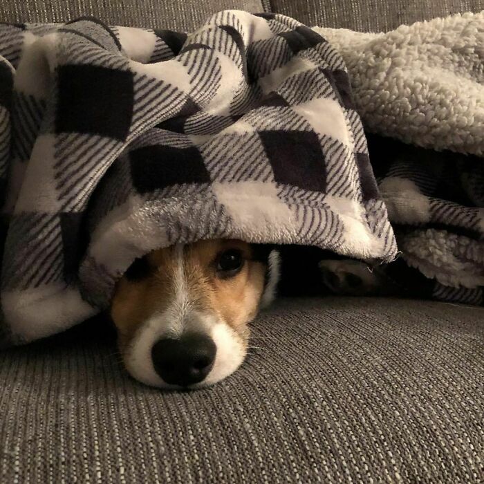 Get Ready to Smile: 50+ Animal Pics That Are Basically Happiness in a Snapshot