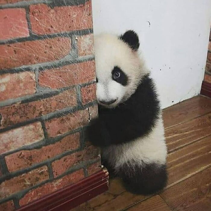 Get Ready to Smile: 50+ Animal Pics That Are Basically Happiness in a Snapshot
