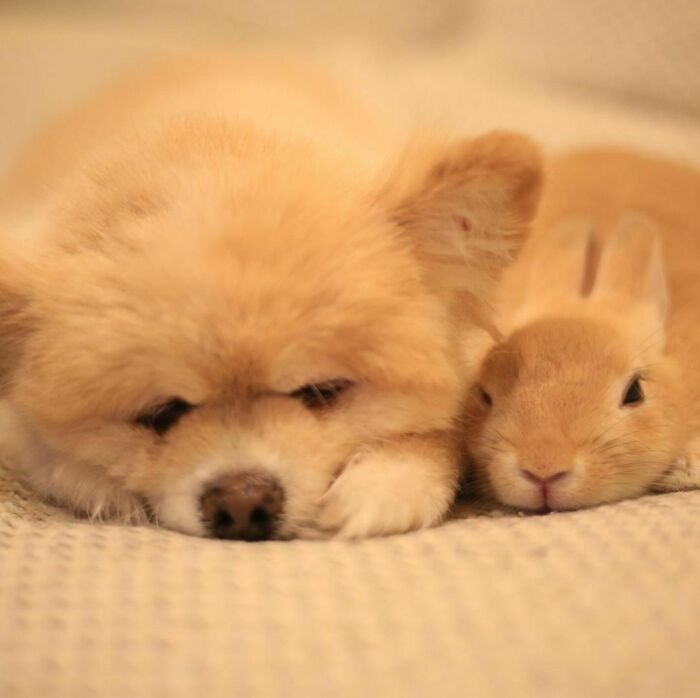 Get Ready to Smile: 50+ Animal Pics That Are Basically Happiness in a Snapshot