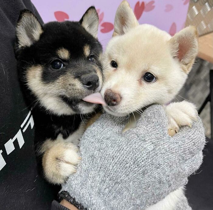 Get Ready to Smile: 50+ Animal Pics That Are Basically Happiness in a Snapshot