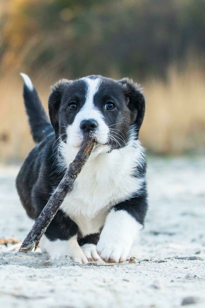 Get Ready to Smile: 50+ Animal Pics That Are Basically Happiness in a Snapshot