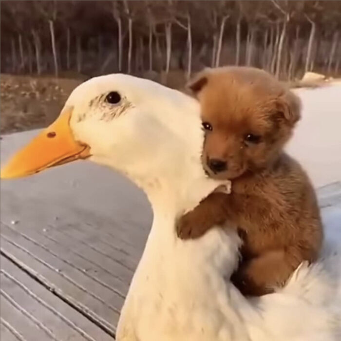 Get Ready to Smile: 50+ Animal Pics That Are Basically Happiness in a Snapshot