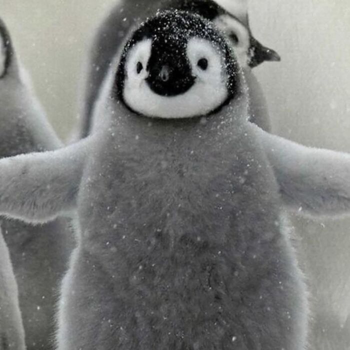 Get Ready to Smile: 50+ Animal Pics That Are Basically Happiness in a Snapshot