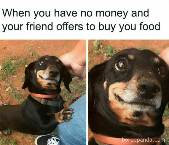 Get Ready to Smile: 50+ Animal Pics That Are Basically Happiness in a Snapshot