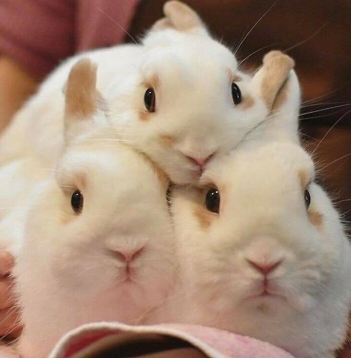 Get Ready to Smile: 50+ Animal Pics That Are Basically Happiness in a Snapshot