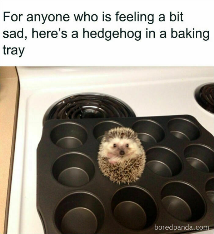 Get Ready to Smile: 50+ Animal Pics That Are Basically Happiness in a Snapshot