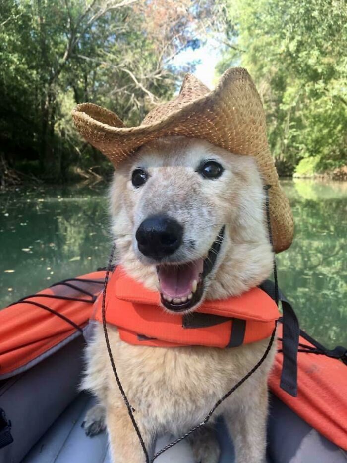 Get Ready to Smile: 50+ Animal Pics That Are Basically Happiness in a Snapshot