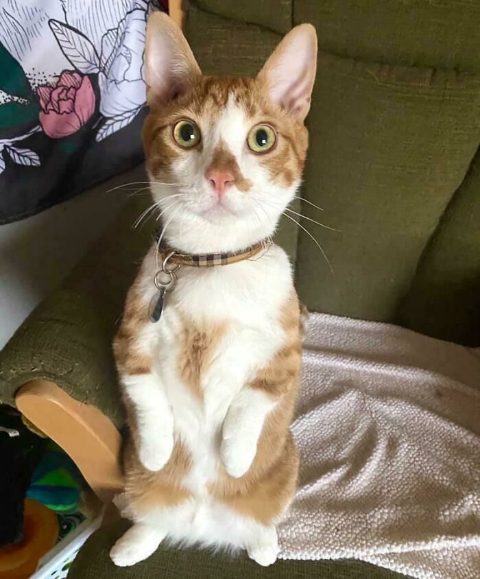 Get Ready to Smile: 50+ Animal Pics That Are Basically Happiness in a Snapshot