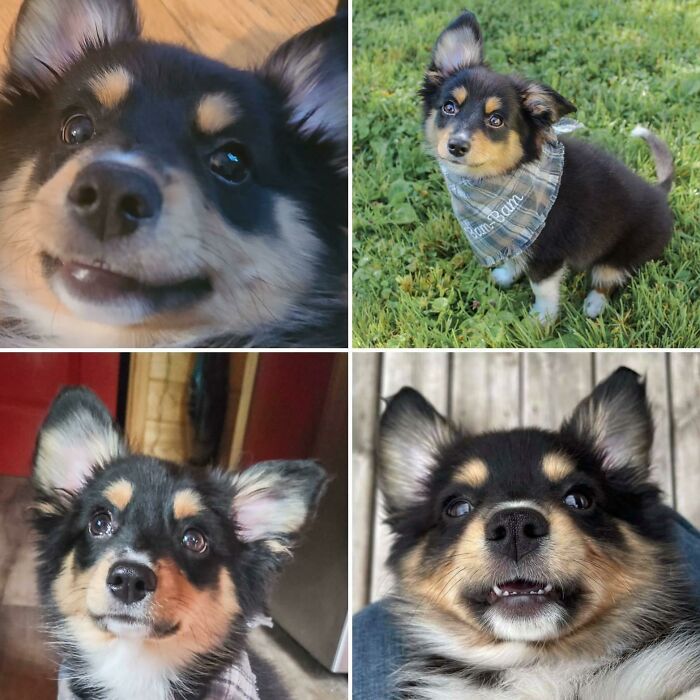 Get Ready to Smile: 50+ Animal Pics That Are Basically Happiness in a Snapshot