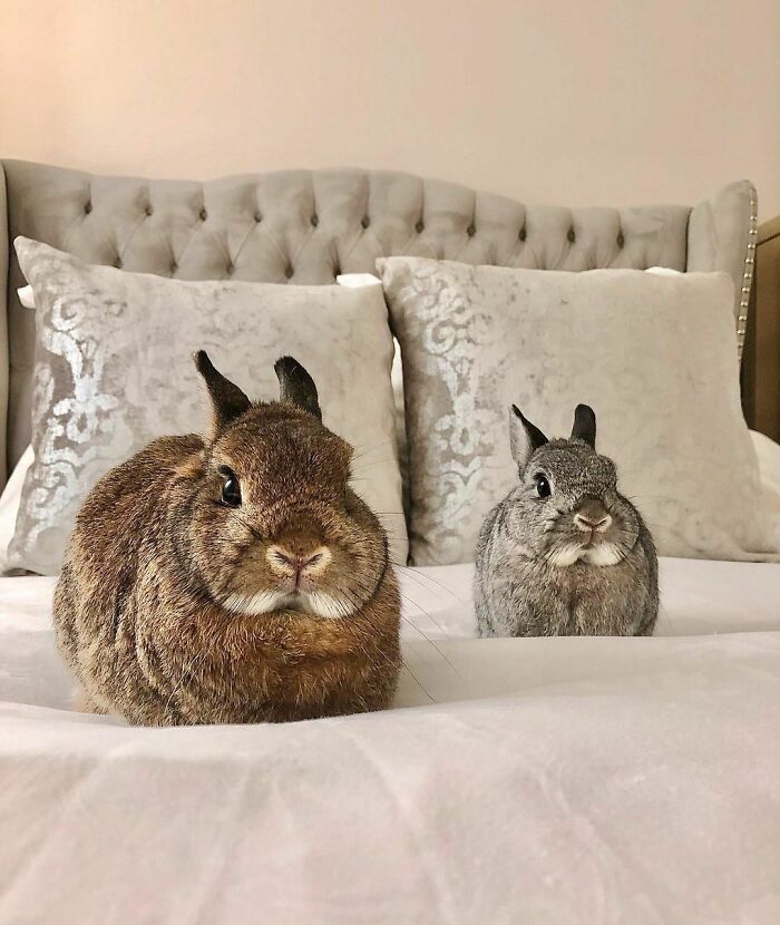 Get Ready to Smile: 50+ Animal Pics That Are Basically Happiness in a Snapshot